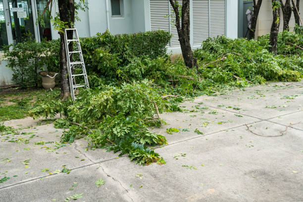 Best Best Tree Removal Services  in Great Falls, SC